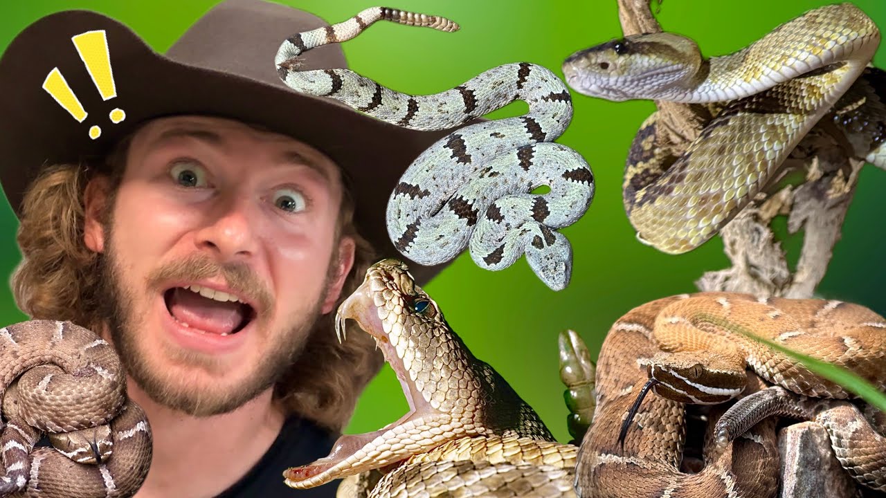 Searching for RARE RATTLESNAKES!