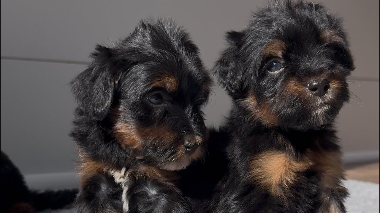 Willa’s Bernedoodle babies -4 week selection vids-