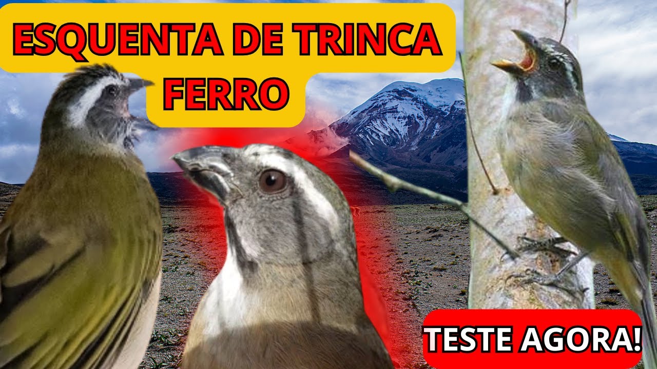 Aprovado! 🔴 ESQUENTA DE TRINCA FERRO 🔥 ESQUENTE SEU TRINCA FERRO