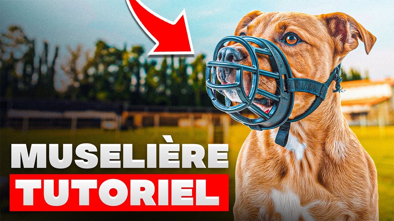 Comment mettre la muselière à mon chien ? (Tutoriel)