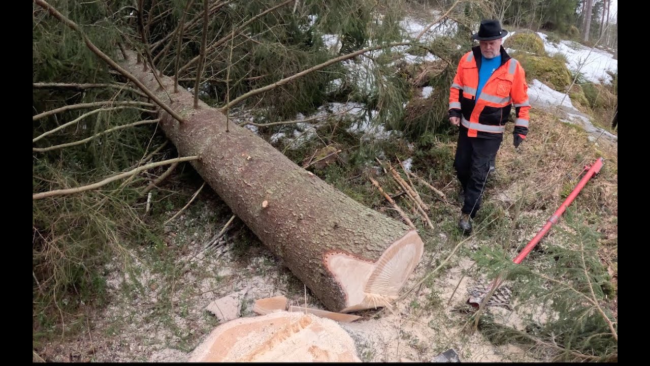 Ei ole häpeä olla nopea, tämä keikka kesti 15 minuuttia. Pro Finnish Lumberjack And Husqvarna 592XPG