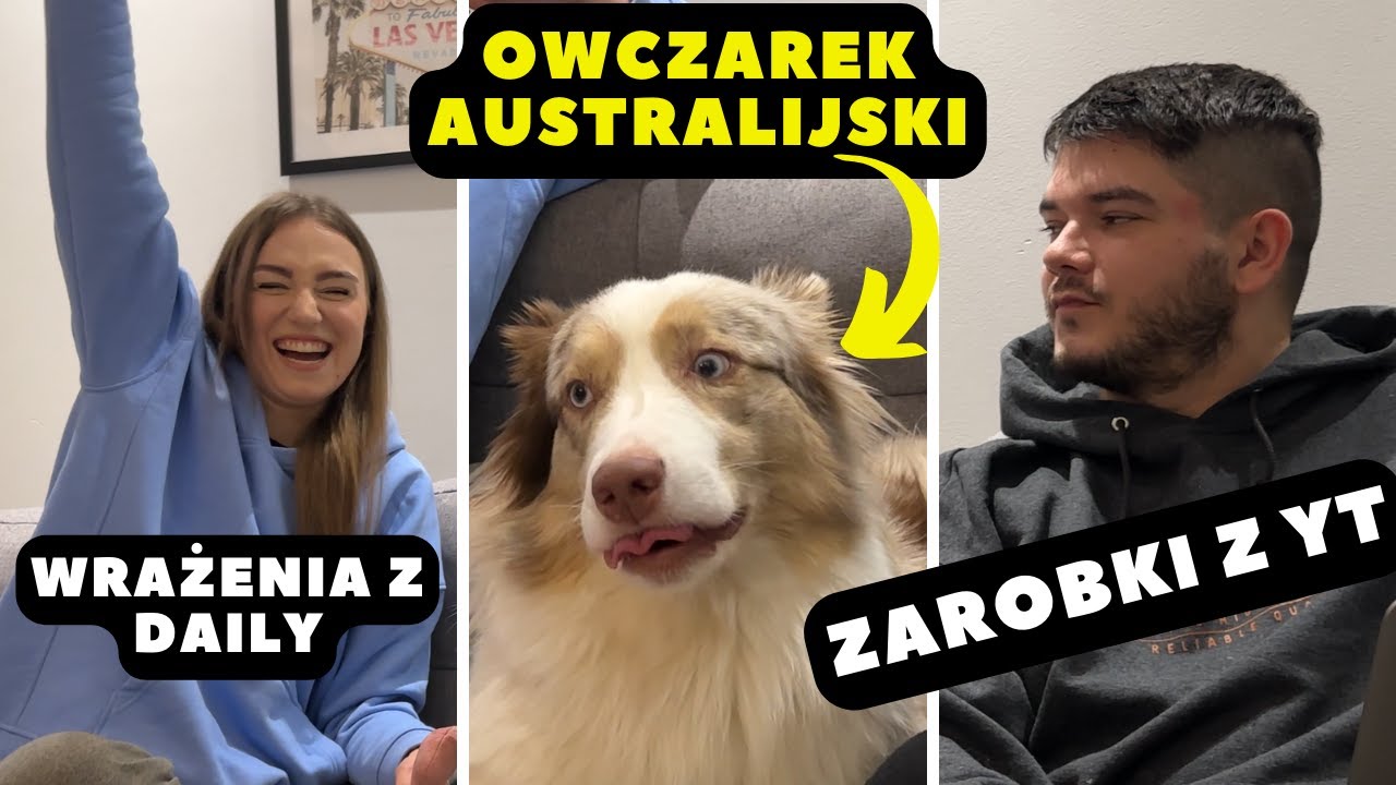 Podsumowanie vlogmasów (zarobki, statystyki, wrażenia) z owczarkiem australijskim
