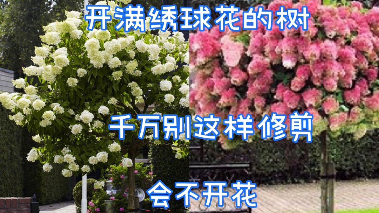 可以长成树的绣球花，圆锥绣球避免这样修剪，可能会不开花。【莎拉养花】