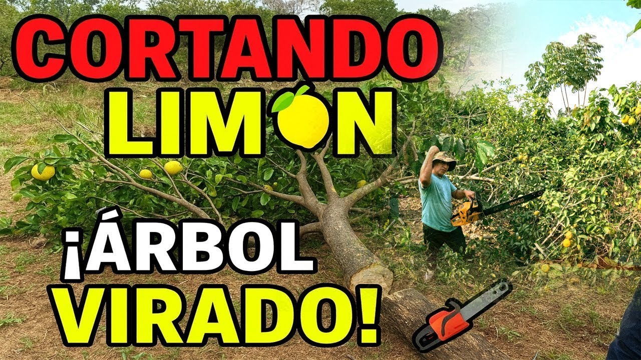 🍋 Mira lo que pasó al cortar mi árbol de limón RaymitoVlogs