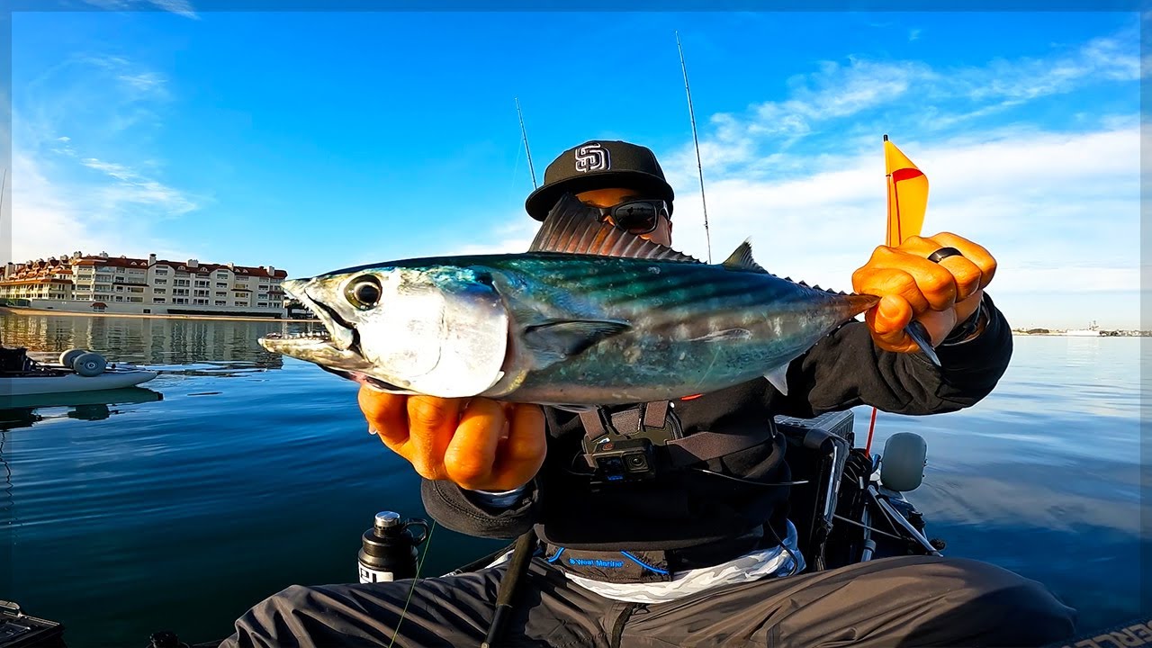 BFS Fishing from the Kayak! -- INSANE BITE! -- PACIFIC BONITO, BAY BASS & MACKEREL!