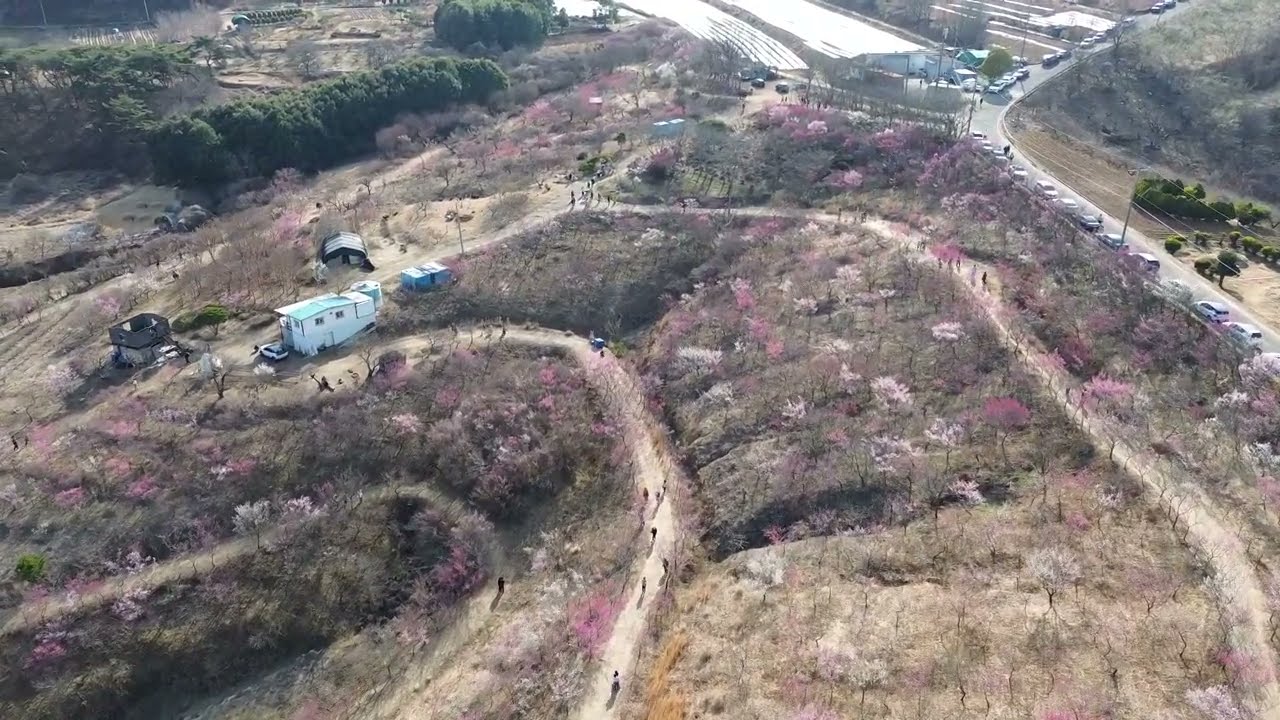 진주매화숲(드론촬영)