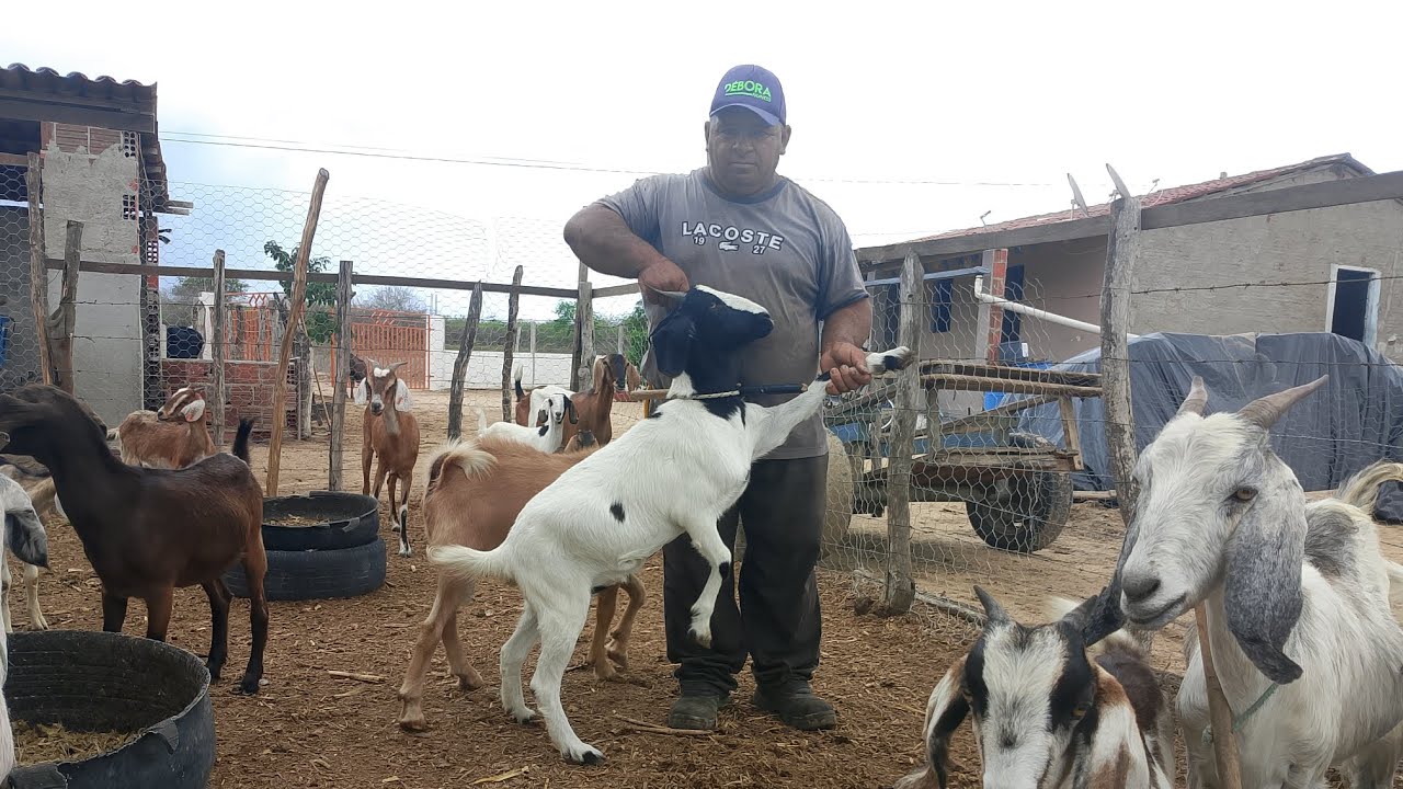 #MUITA ÁGUA CHEGANDO NO BARREIRO 03/02 2026 E O QUE FIZEMOS NA CERCA@