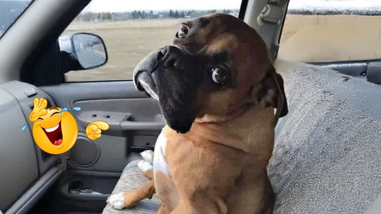 Hilarious Dogs That Will Make You Laugh Instantly 😂🐶 Funny Dog Video 2026