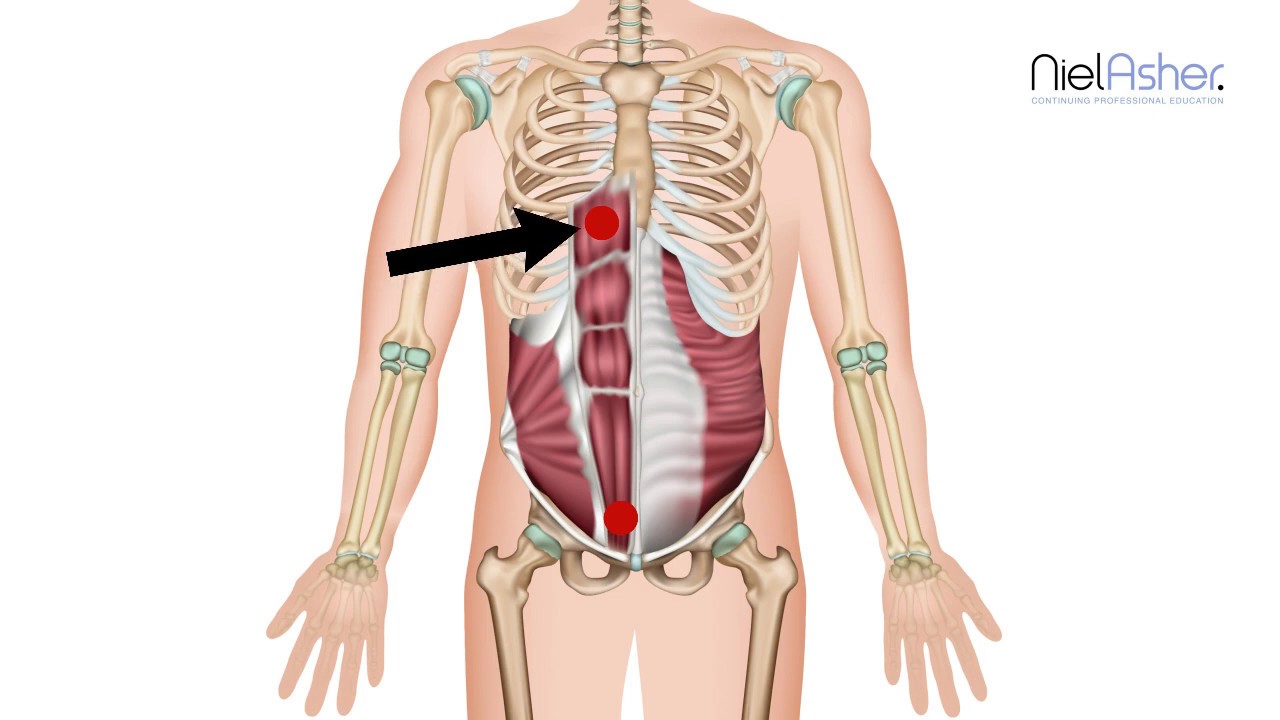 How To Find Trigger Points - Rectus Abdominis