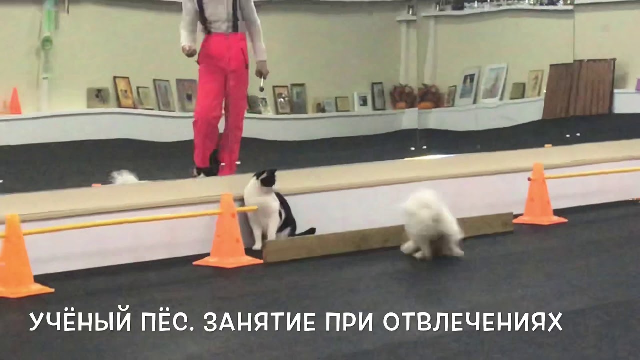 Дрессировка щенка. Бишон Фризе