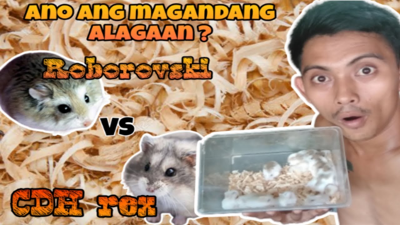 BAGO KA BUMILI NG HAMSTER PANOORIN MO ITO l DAPAT MONG MALAMAN SA PAG AALAGA NG HAMSTERS