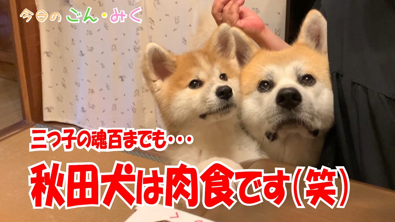 三つ子の魂百までも･･･「秋田犬は肉食です（笑）」今日のごん・みく　秋田犬【ごん・みく チャンネル】