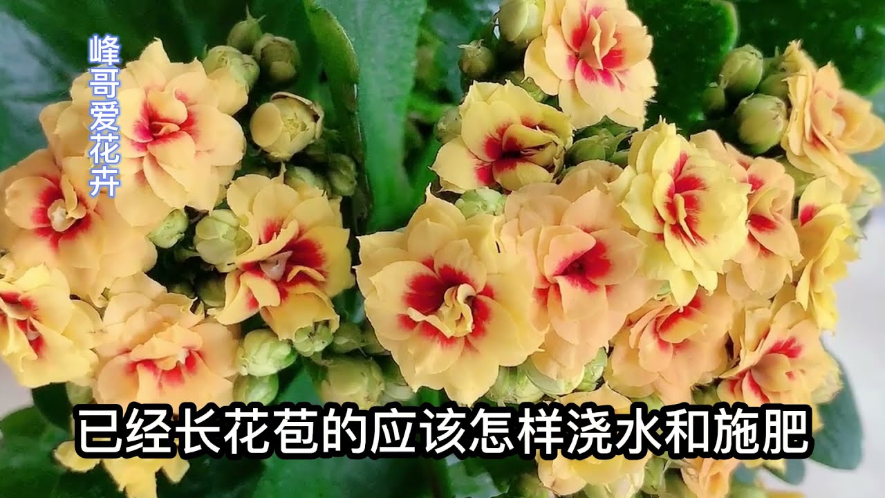 长寿花小苗和长花苞后应该怎样管理？一整套的养护经验分享给你！