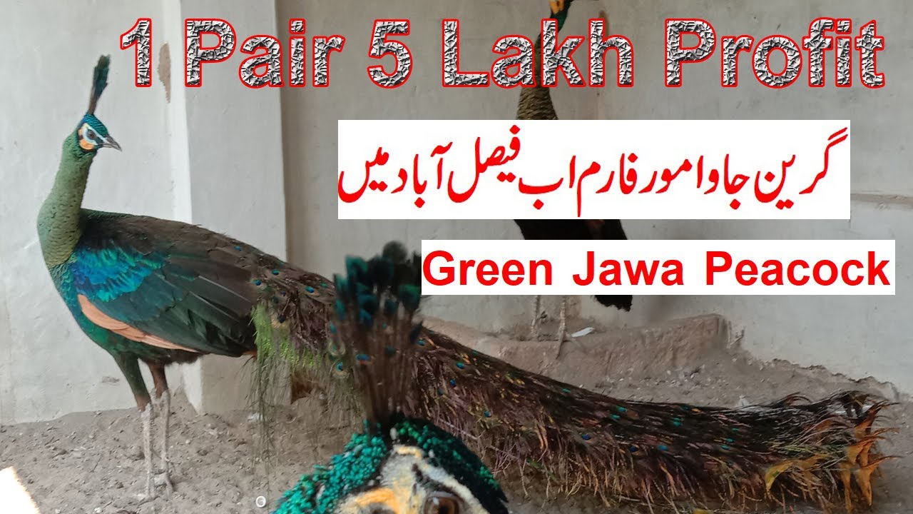 Visit Sarmad Shah Green Java Peacock Farm in Faisalabad | Peacock Farming In Pakistan Urdu Hindi