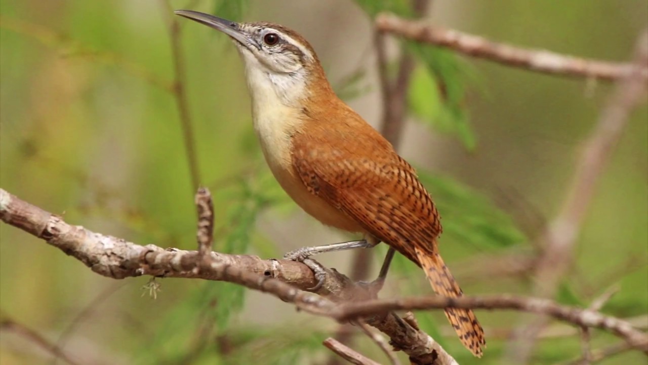 Aves de sons potentes na Caatinga