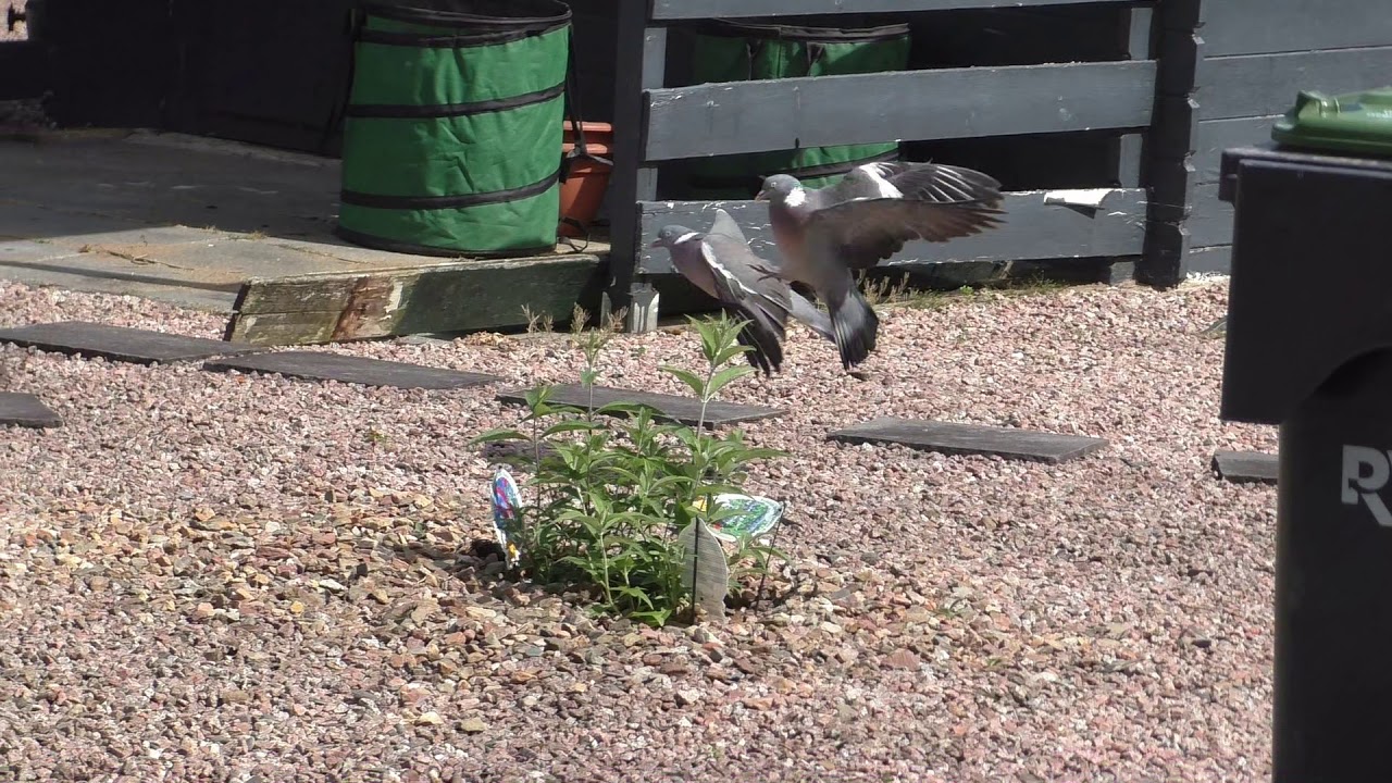 Duiven gevecht in de tuin