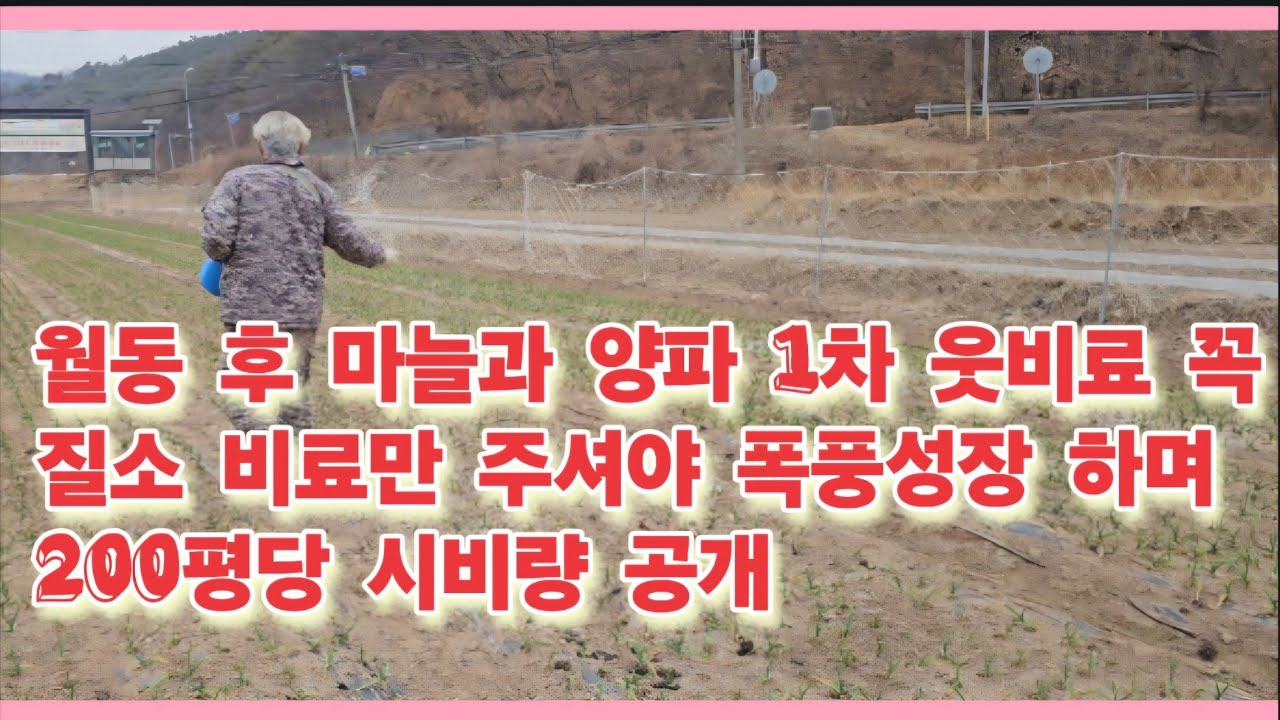 월동 후 마늘과 양파 꼭 1차 추비는 질소 비료 주셔야 폭풍성장 하며 200평당 비료 시비량 알려드립니다.(농사의신)