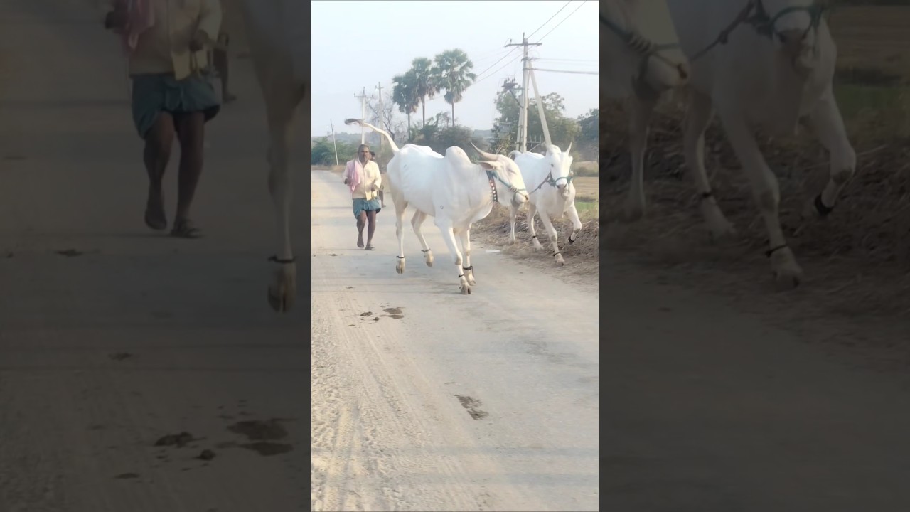 palledoddi Harikrishna khillari bulls #cow #beautifulfolksong #comedy #lovemusic #farmingtraditions