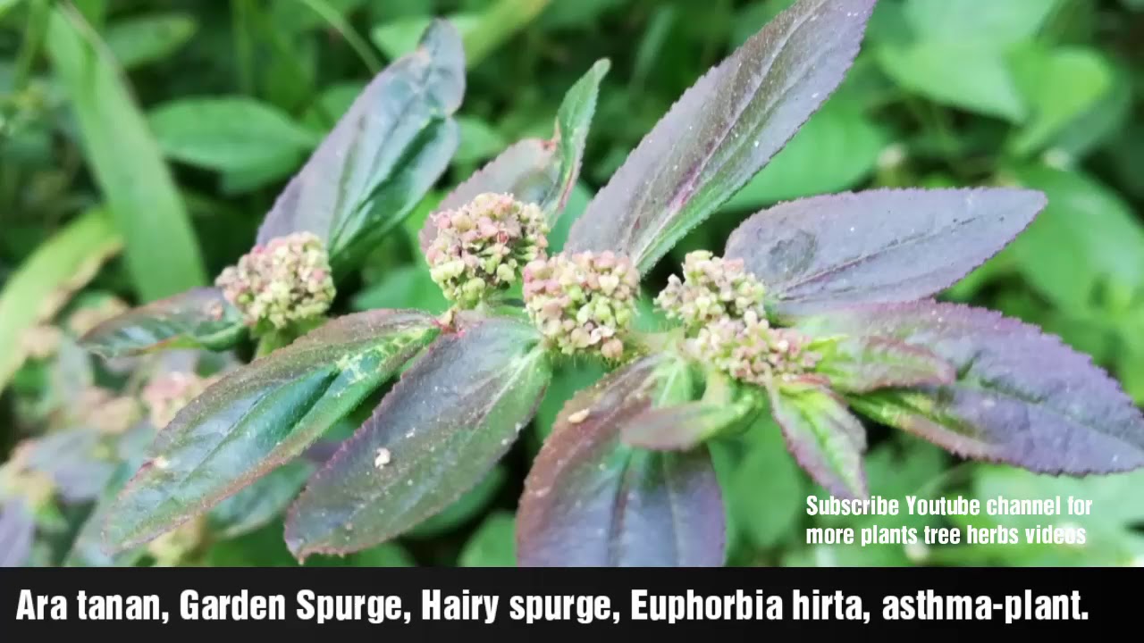 pill-bearing spurge, asthma plant, hairy spurge, garden spurge, pillpod sandman.
