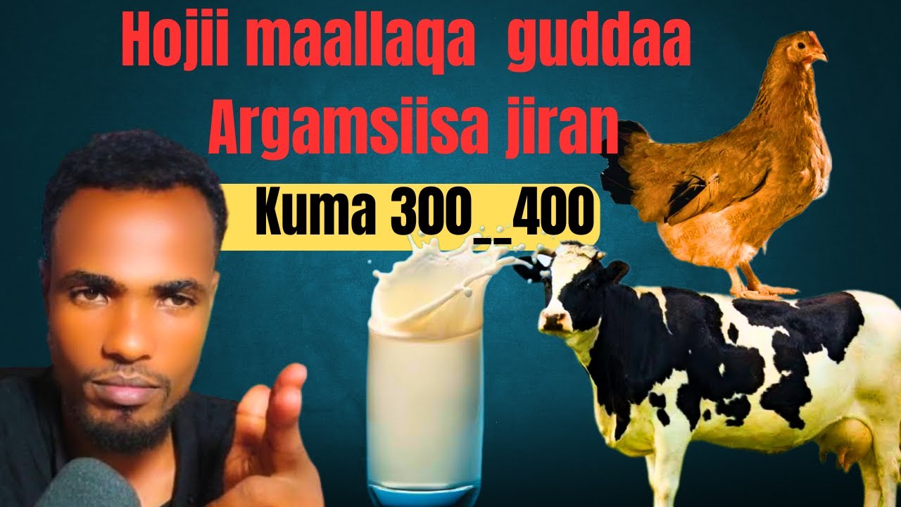 Hojii yeroo kana galii gaari argamsiisa jiran. Kuma 300__ 400tin