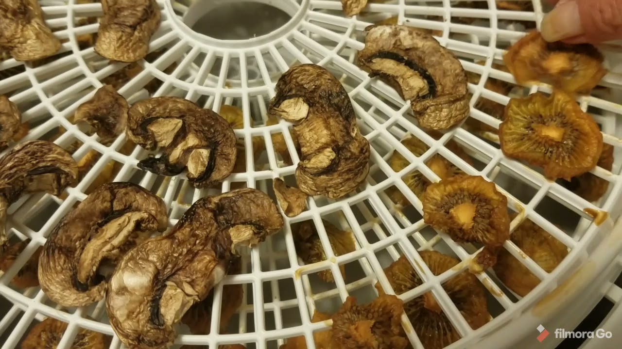 Dehydrating kiwifruit and mushrooms