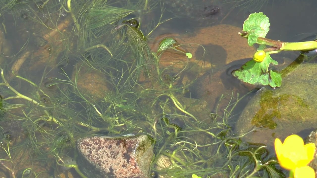 Wild life Garden For April 2025.