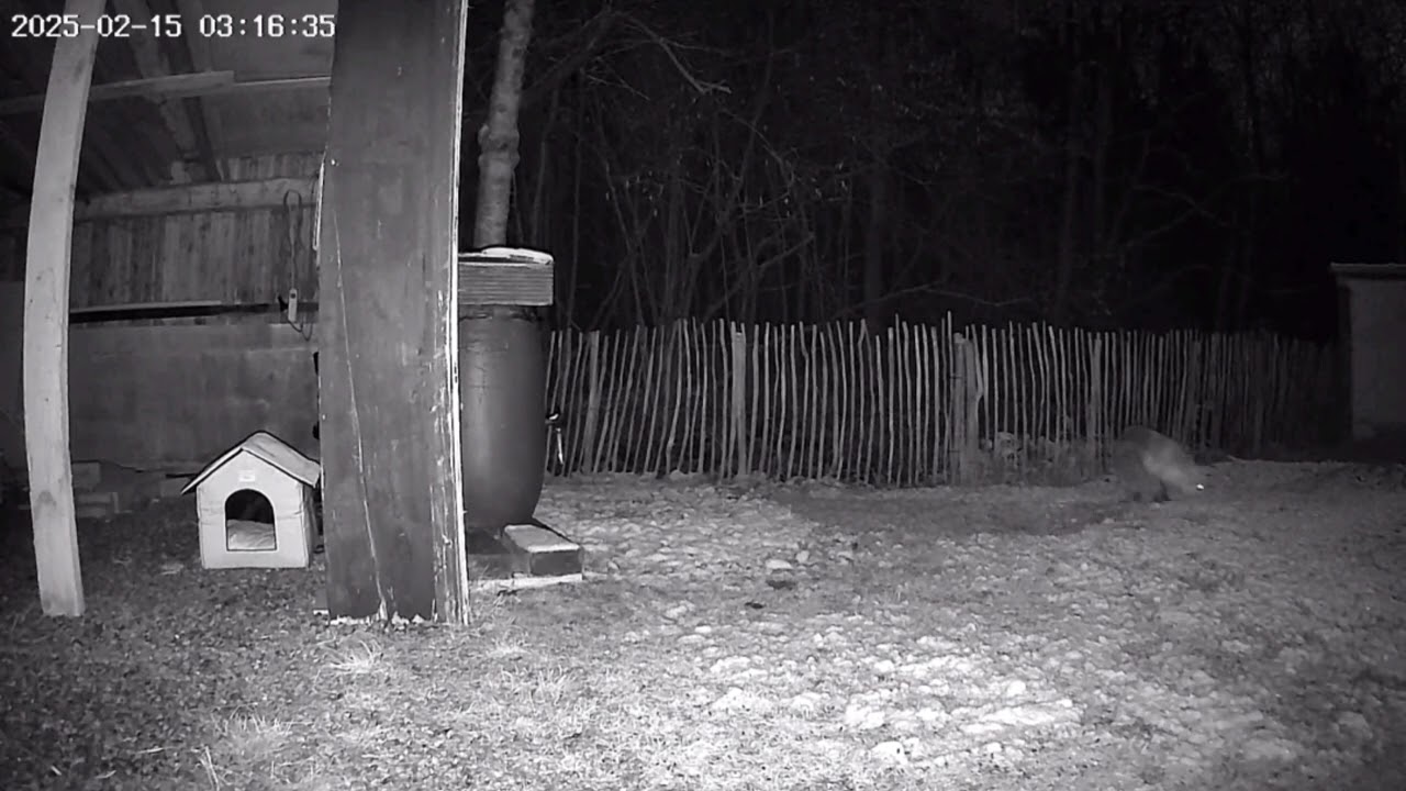 Fuchs in der Nacht 