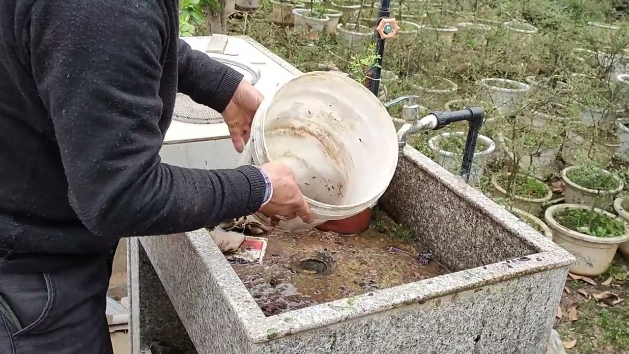 桂花种子从采摘到播种都经历了什么？分享种子“蜕变”成苗全过程#种植 #中国农业