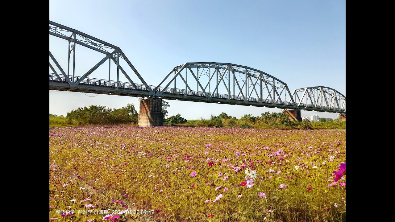 高屏溪舊鐵橋&波斯菊  #高屏溪舊鐵橋  #下淡水溪鐵橋  #國定古蹟  #波斯菊花海