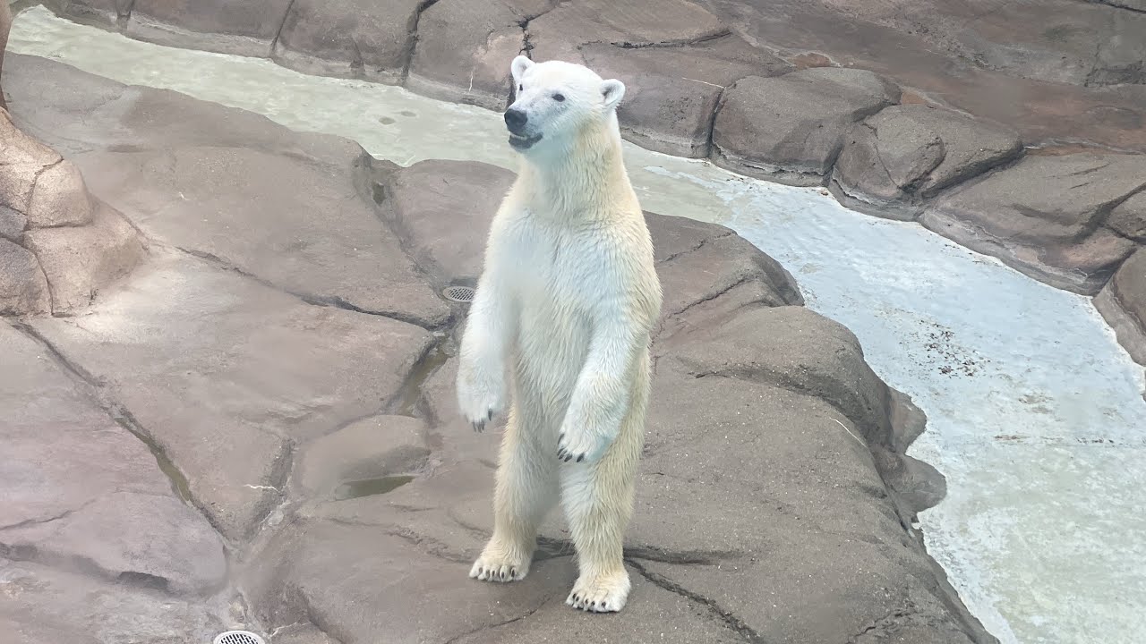 20240630PM1:00頃　王子動物園　ゆめちゃん　おやつの時間で、飼育員さんから魚や牛骨を貰っていました。
