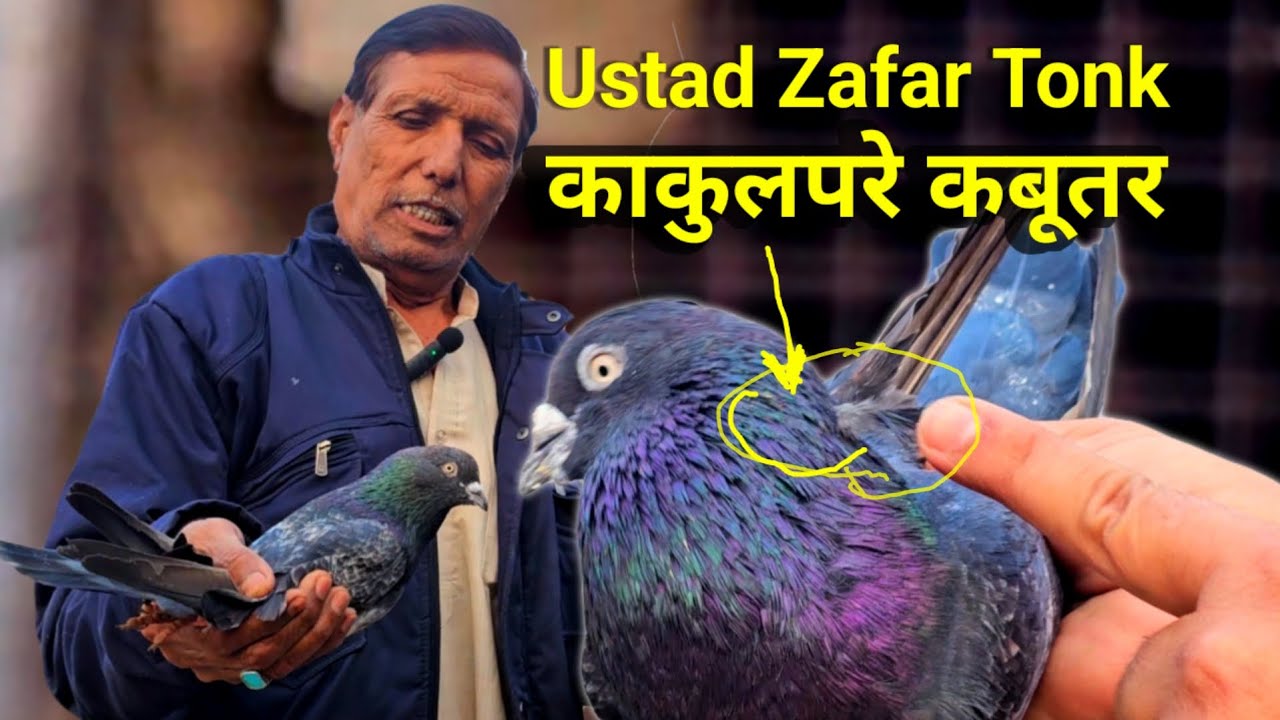 बरसों पुरानी नस्ल काकुलपरे कबूतर ! Barson Purani Nasl Kakul Pare Kabootar | Jaipur Tonk Pigeons