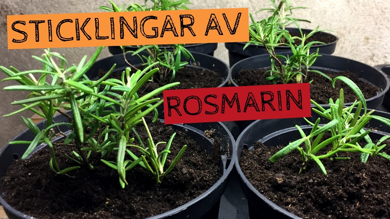 Ta sticklingar från ROSMARIN - Perfekt sätt att föröka sina plantor från år till år