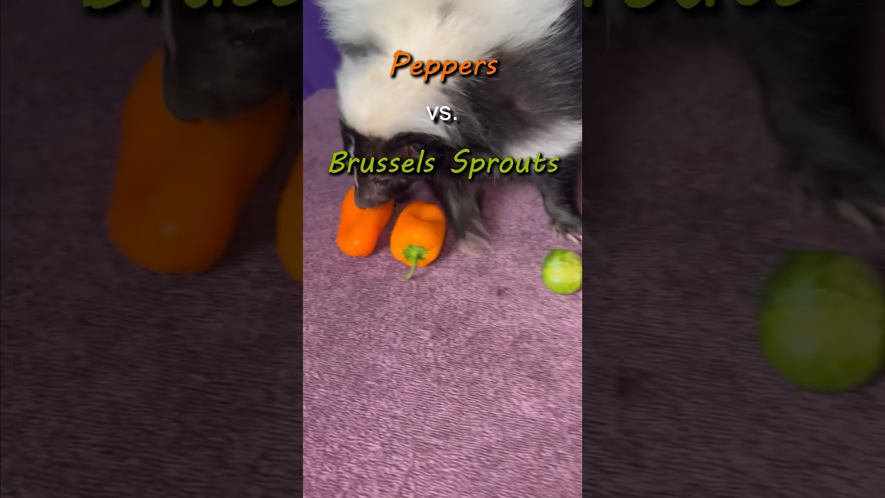 Atari the Skunk&rsquo;s Favorite Food Tournament!Peppers vs. Brussels Sprouts!