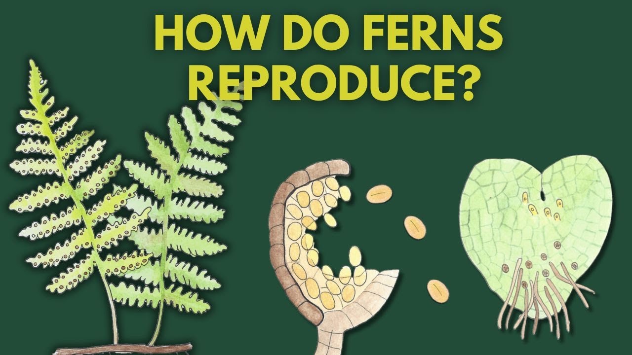 Learn How Ferns Reproduce | Fern Life Cycle