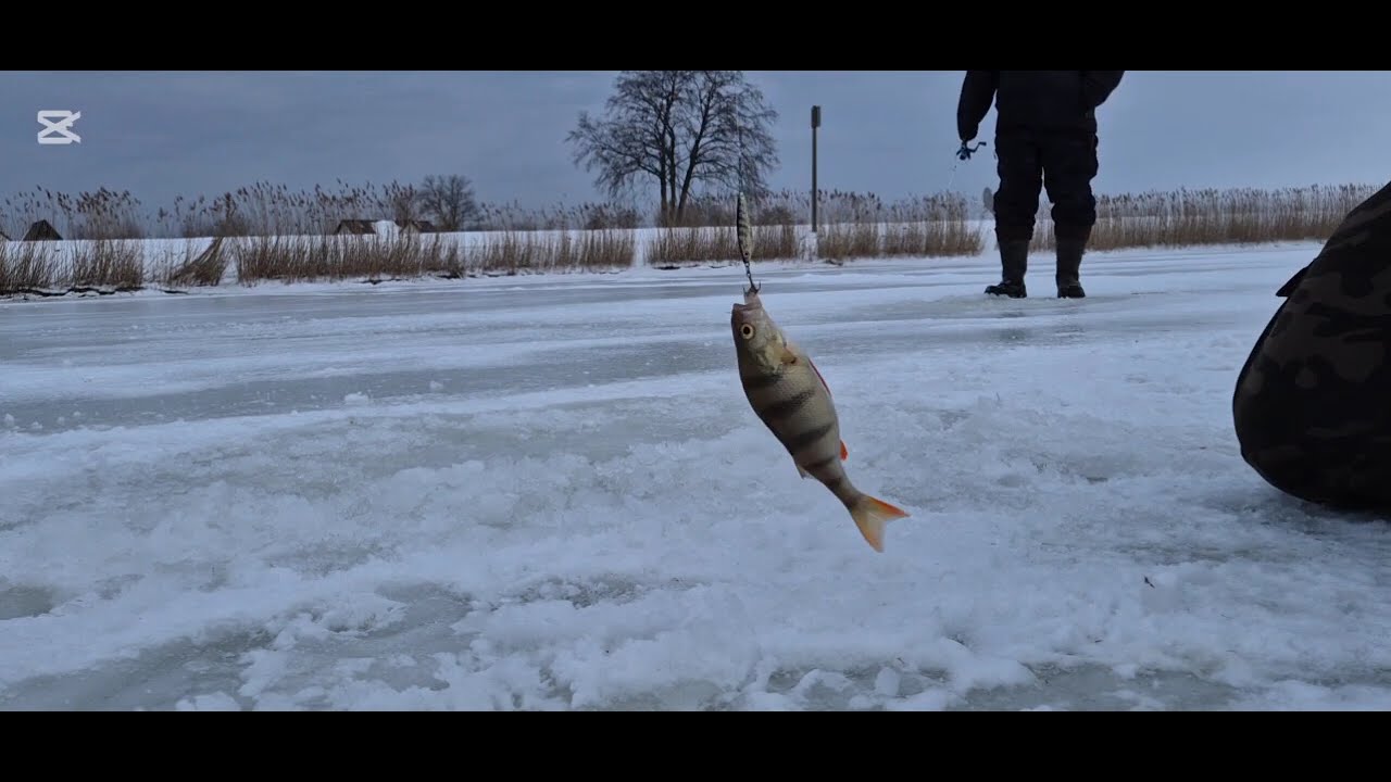 Wędkowanie na lodzie 2026🤩#fishing #fun #ice#viral #wędkarstwopodlodowe #sports #tv #yutubeshorts 