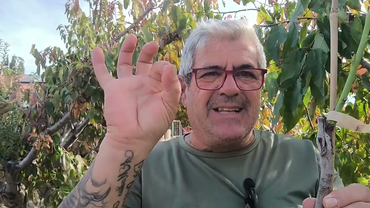 Plantaci&oacute;n cuidados y cultivo del melocot&oacute;n ( Durazno) parte I