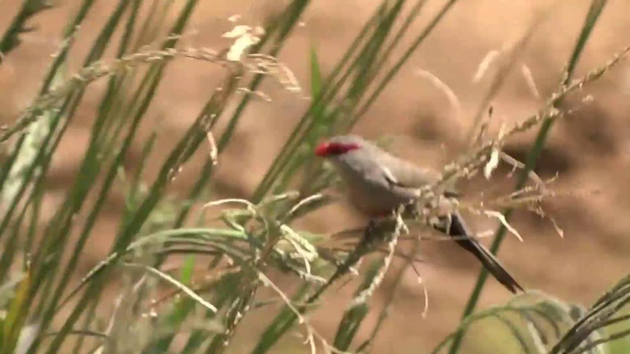 astryld falisty (Estrilda astrild), Common Waxbill, iNtiyane, Rooibeksysie