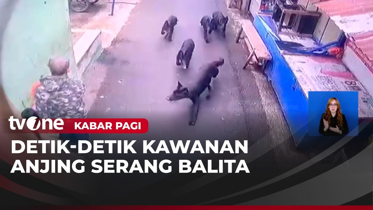 Detik-detik Kawanan Anjing Agresif Menyerang Balita | Kabar Pagi