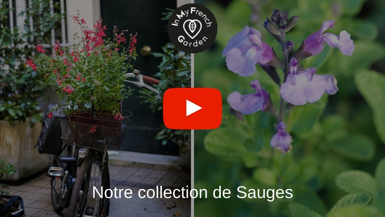 Notre collection de Sauges