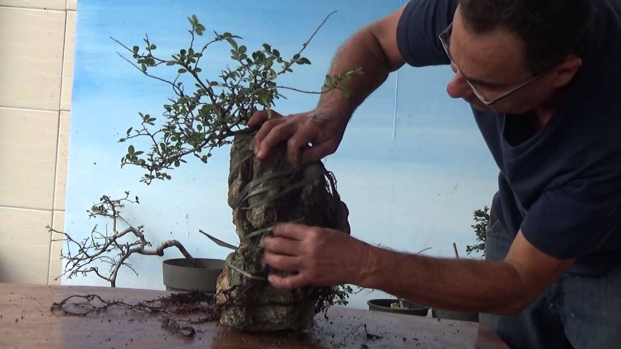 Como Fazer Bonsai Sobre Rocha