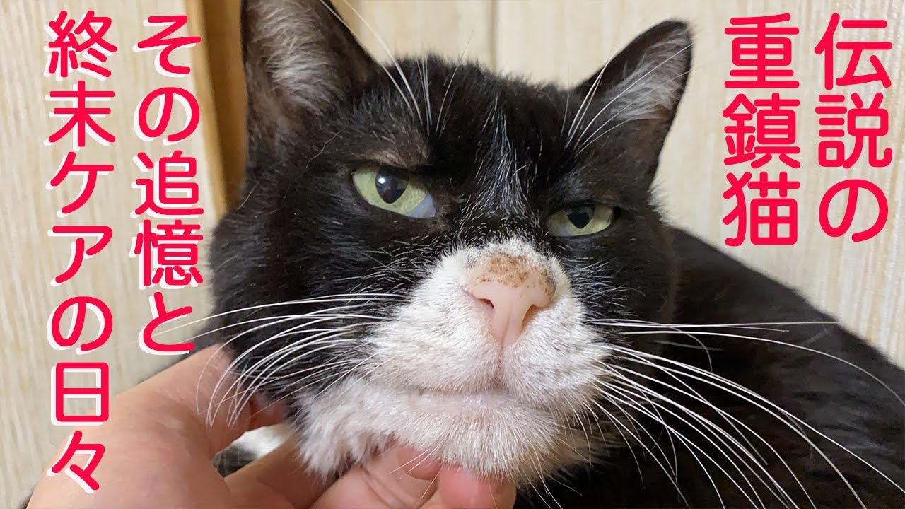 伝説の重鎮猫、終末ケア生活で皮下輸液を開始する The legendary boss cat 'Yongo/Kuro' Ep.5