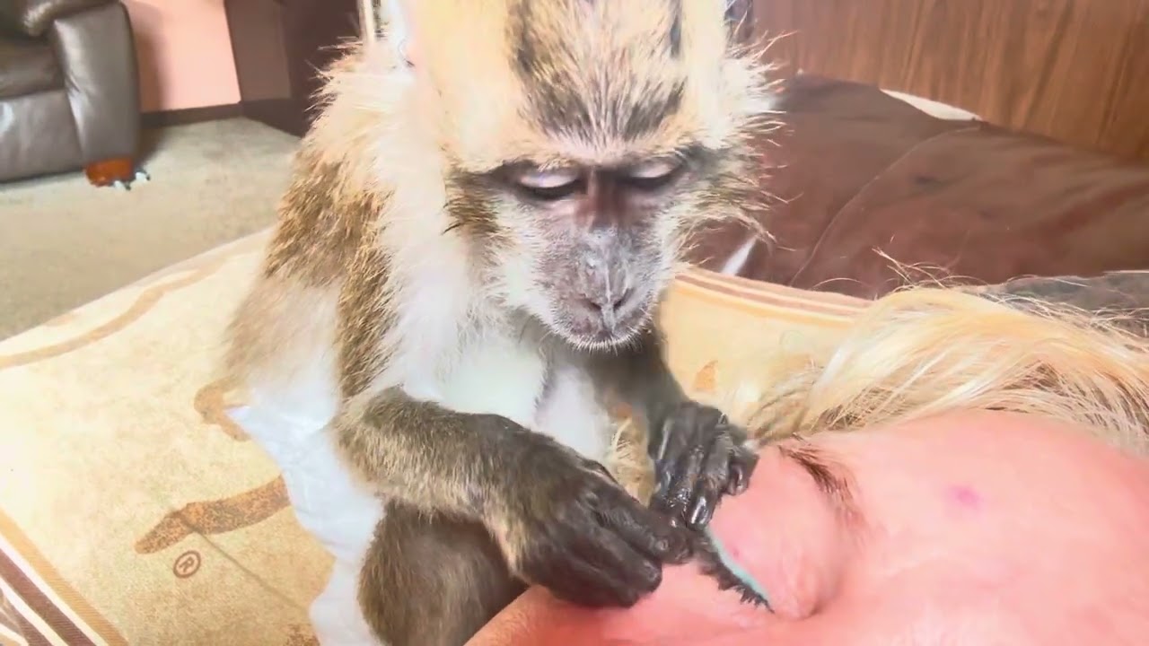 ASMR Macaque Groomer Ralphie D