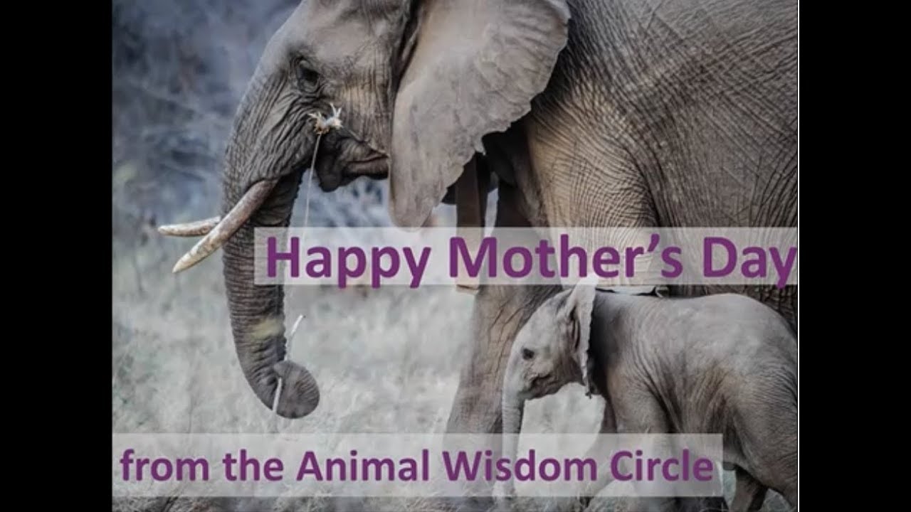 Happy Mother's Day from the Animal Wisdom Circle