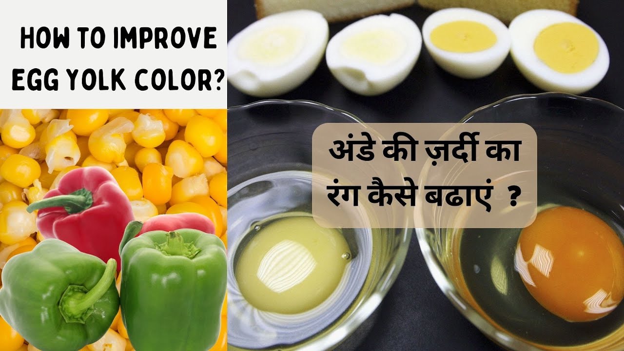 How to Improve #Yolk Color | Zardi ka rang kaise badhaye  #poultrydisease #poultrynutrition #poultry