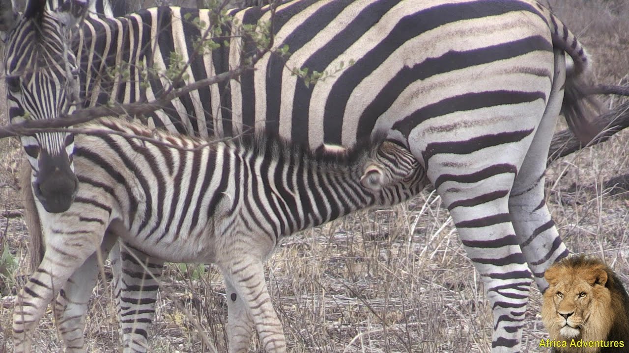 Cute Baby Zebra Nursing