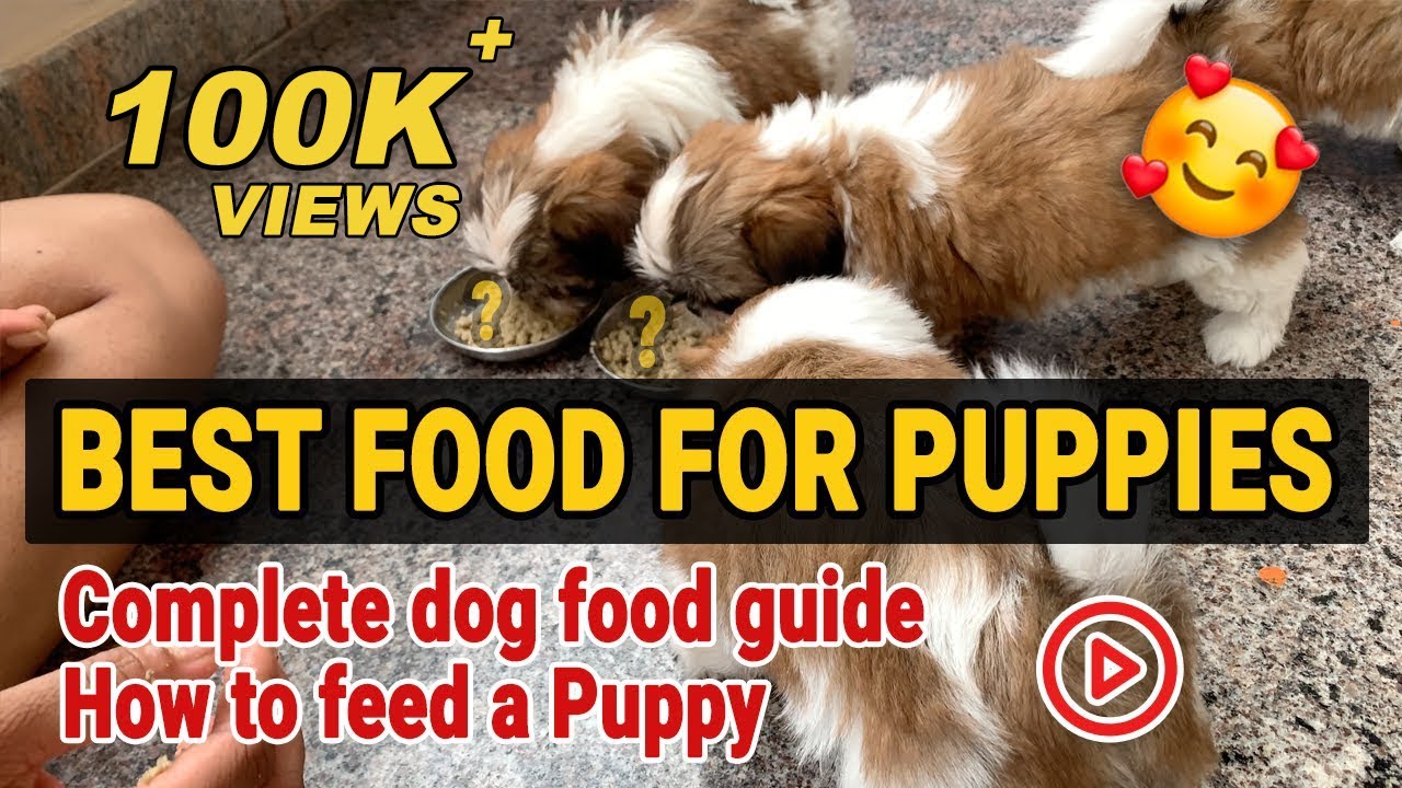 Best food for shih tzu puppies | shih tzu puppy food guide and how to feed a puppy 
