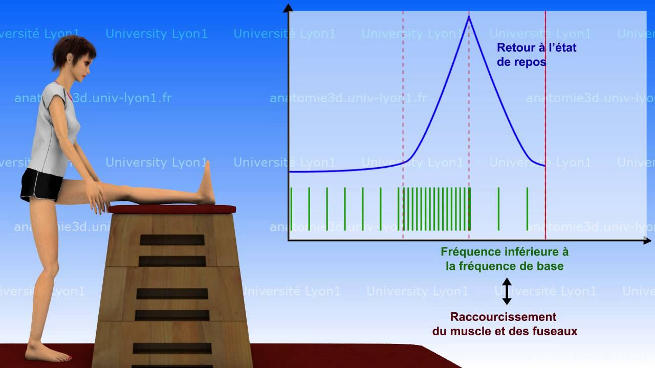 La souplesse : bases neurophysiologiques (1/2)