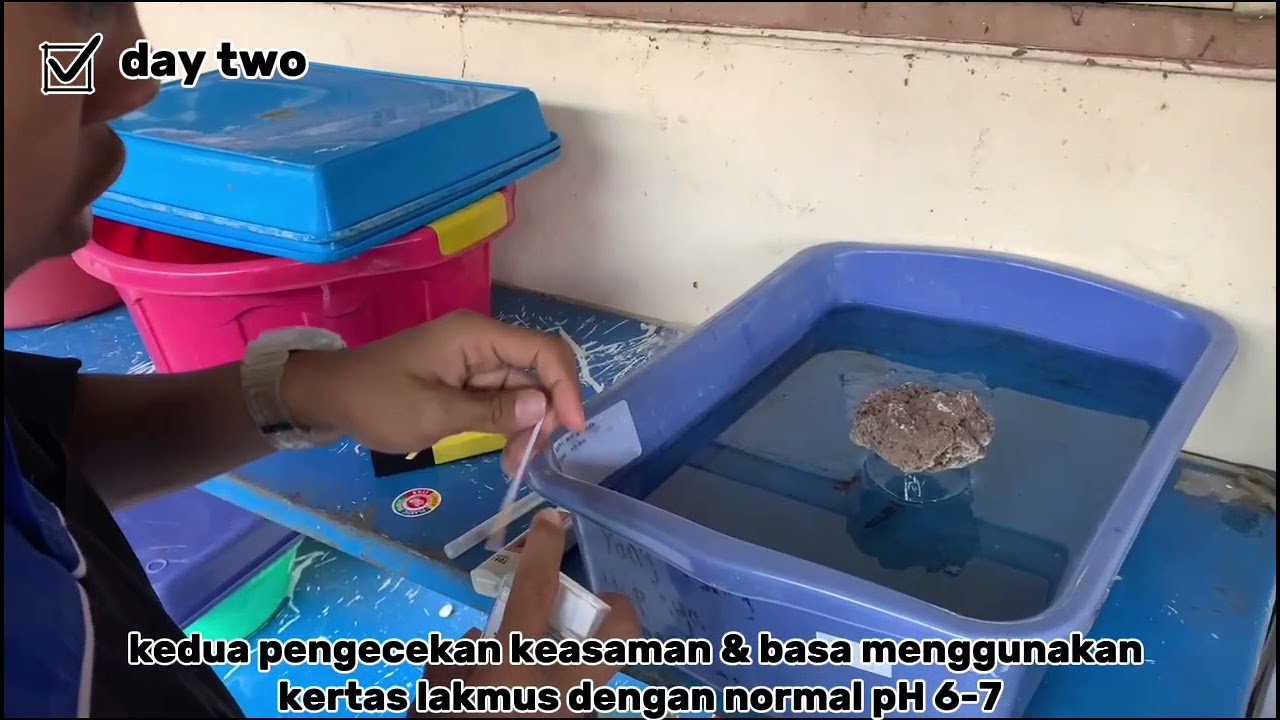 Proses Pemijahan Ikan Cupang ( MAHACHAI ) (BETTA SP)  ||  AVIV RIJKIAN  || UKK 2026.