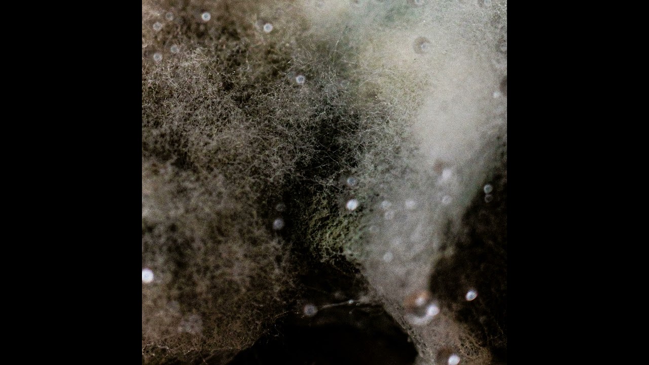 PREMIERE: Zuzana Hakl - Expiry Date