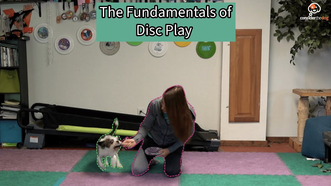 Beginner&rsquo;s Guide to Disc Dog Training